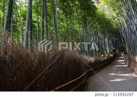 日本の春の京都　嵐山周辺の街並み　観光名所の竹林の小径　沢山の竹に囲まれた神秘的な小道 113092287