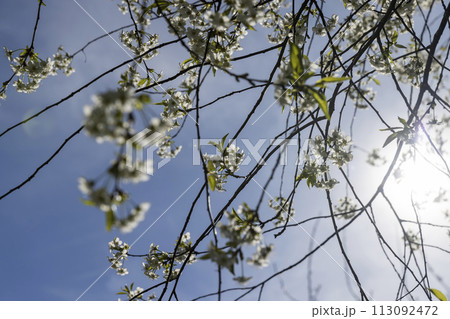 cherry blossoms in the orchard 113092472