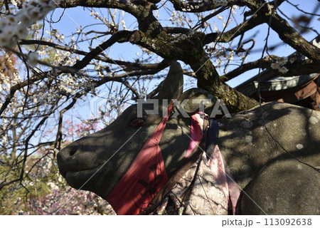 ウメに囲まれた撫で牛　北野天満宮 113092638