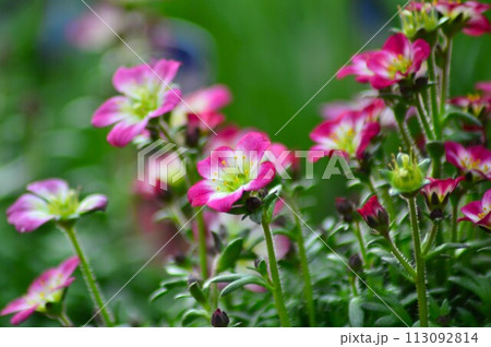 西洋雲間草(せいようくもまぐさ) 西洋雲間草(せいようくもまぐさ) 113092814