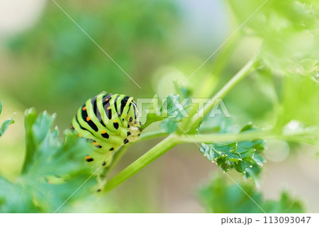 むしゃむしゃ黙々とパセリの葉を食べる一匹のキアゲハの幼虫 113093047