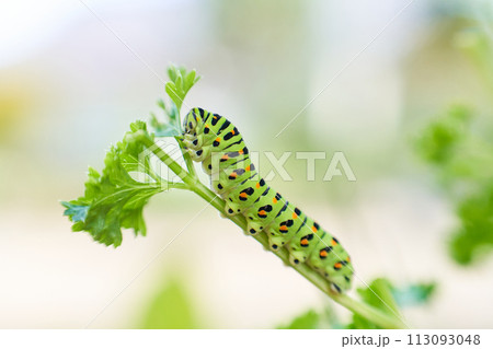 むしゃむしゃ黙々とパセリの葉を食べる一匹のキアゲハの幼虫 113093048