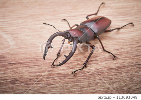 一匹の大型のノコギリクワガタ　木目 113093049
