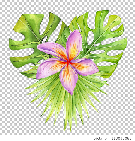 ropical flowers and leaves composition isolated on white background. Plumeria, palm leaf, monstera arrangement. Watercolor exotic floral illustration for decoration and print. ropical flowers and leaves composition isolated on white background. Plumeria, palm leaf, monstera arrangement. Watercolor exotic floral illustration for decoration and print. 113093066