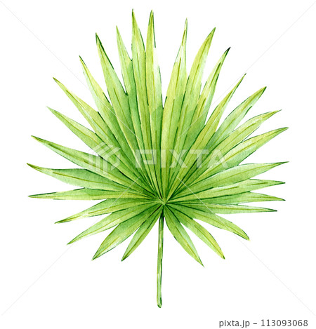 Tropical palm leaf illustration isolated on white background. Hand drawn exotic greenery. Watercolor painted floral clipart for decoration and print, greeting cards, invitations Tropical palm leaf illustration isolated on white background. Hand drawn exotic greenery. Watercolor painted floral clipart for decoration and print, greeting cards, invitations 113093068