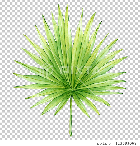 Tropical palm leaf illustration isolated on white background. Hand drawn exotic greenery. Watercolor painted floral clipart for decoration and print, greeting cards, invitations Tropical palm leaf illustration isolated on white background. Hand drawn exotic greenery. Watercolor painted floral clipart for decoration and print, greeting cards, invitations 113093068