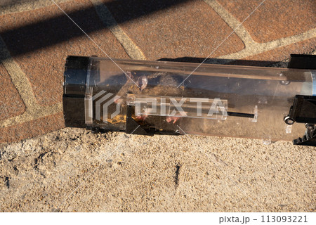 Close-up view of a rat trapped in a transparent rodent catcher. 113093221