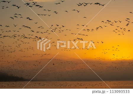 伊豆沼 朝日に飛び立つマガンの群れ 伊豆沼 朝日に飛び立つマガンの群れ 113093533