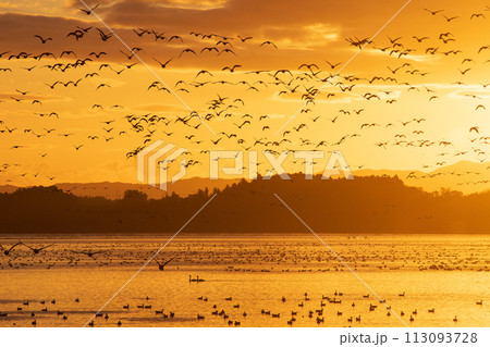伊豆沼 朝日に飛び立つマガンの群れ 伊豆沼 朝日に飛び立つマガンの群れ 113093728