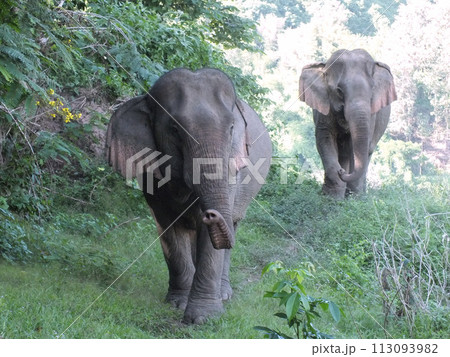 野原を歩く象 113093982
