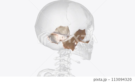 The temporal bone contributes to the lower lateral walls of the skull 113094320