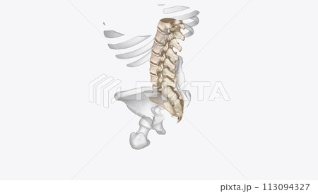 Abdomen Transverse, Vertebral column Abdomen Transverse, Vertebral column 113094327