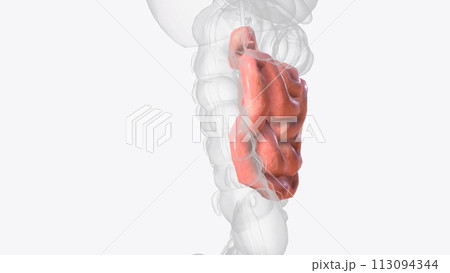 The jejunum is one of three sections that make up the small intestine 113094344