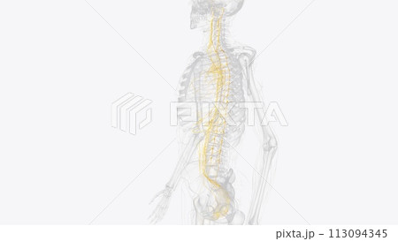 The autonomic nervous system is a component of the peripheral nervous system that regulates involuntary physiologic processes including heart rate 113094345