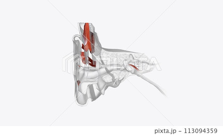 Ear Coronal Cross Section of Muscular system Ear Coronal Cross Section of Muscular system 113094359