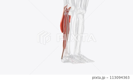Posterior compartment muscles of right Iower leg Posterior compartment muscles of right Iower leg 113094363