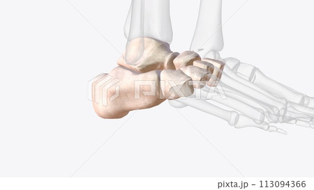 Tarsal bones of right ankle and foot 113094366