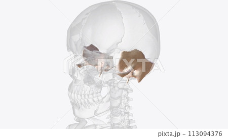 The temporal bone contributes to the lower lateral walls of the skull 113094376