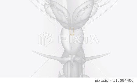 The ejaculatory ducts (ductus ejaculatorii) are paired structures in male reproductive system The ejaculatory ducts (ductus ejaculatorii) are paired structures in male reproductive system 113094400