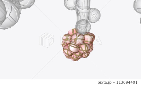The bottom of the chest cavity is formed by the diaphragm. How Does Oxygen 113094401