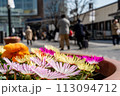 駅前の花壇に咲く春の花 113094712