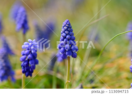 青いムスカリの花 113094715