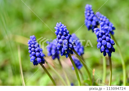 青いムスカリの花 113094724