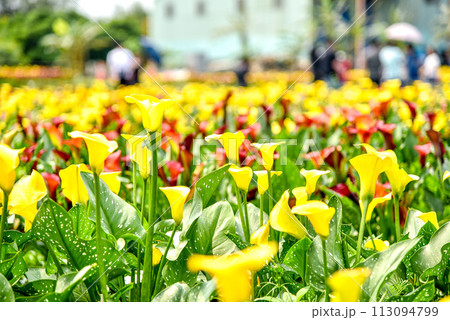 海芋 かいう ヒメカイウ 113094799
