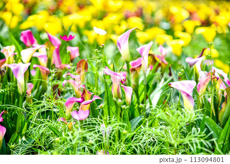 海芋 かいう ヒメカイウ 113094801
