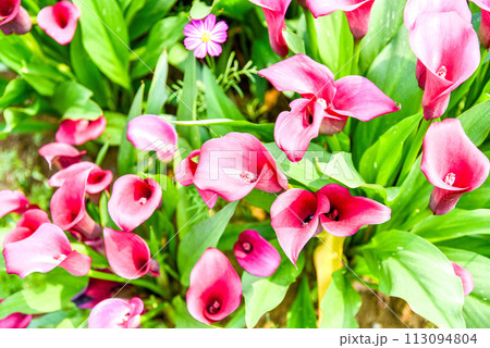 海芋 かいう ヒメカイウ 113094804