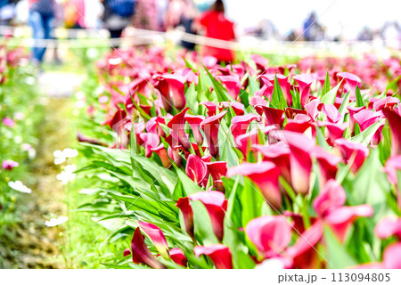海芋 かいう ヒメカイウ 113094805