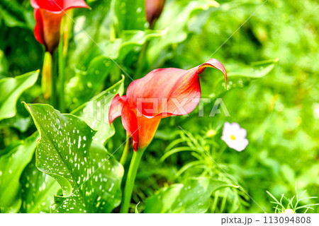 海芋 かいう ヒメカイウ 113094808