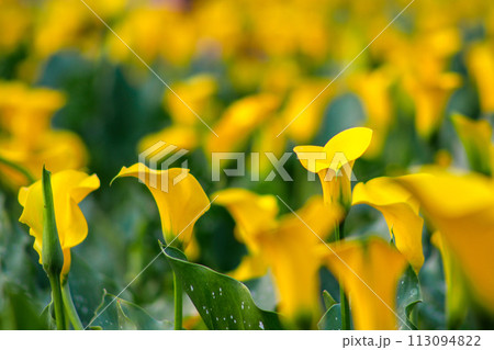 海芋 かいう ヒメカイウ 113094822