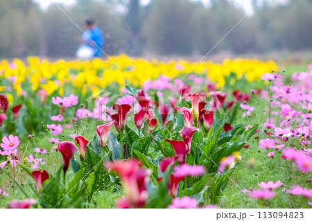 海芋 かいう ヒメカイウ 113094823