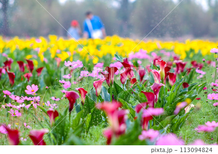 海芋 かいう ヒメカイウ 113094824