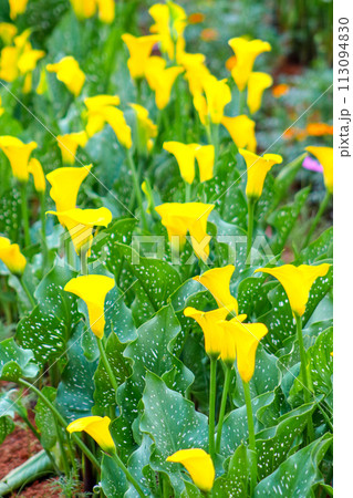 海芋 かいう ヒメカイウ 113094830