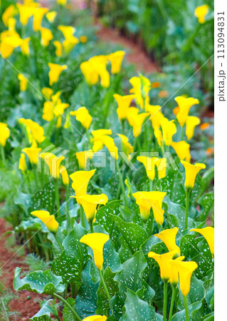 海芋 かいう ヒメカイウ 113094831