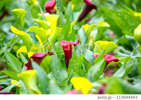 海芋 かいう ヒメカイウ 113094843