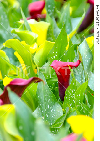 海芋 かいう ヒメカイウ 113094844