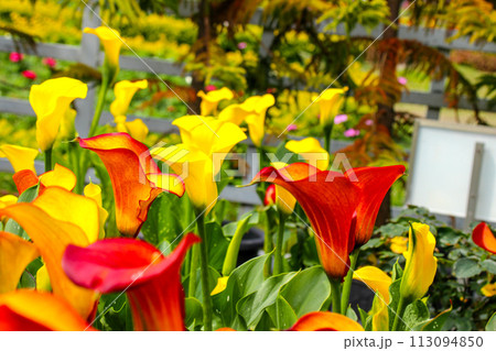 海芋 かいう ヒメカイウ 113094850