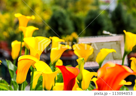 海芋 かいう ヒメカイウ 113094853