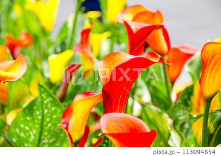 海芋 かいう ヒメカイウ 113094854