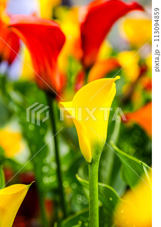 海芋 かいう ヒメカイウ 113094859