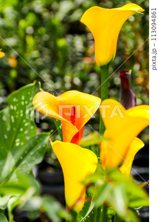 海芋 かいう ヒメカイウ 113094861