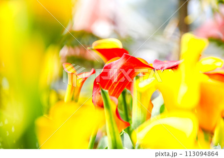 海芋 かいう ヒメカイウ 113094864