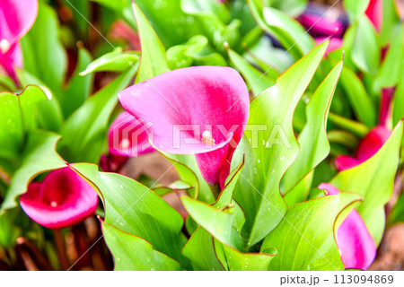 海芋 かいう ヒメカイウ 113094869