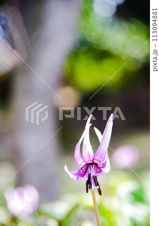 カタクリの花 清水山 カタクリの花 清水山 113094881