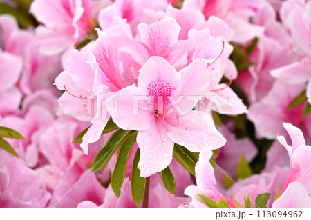 美しいツツジ 水滴付き (ヒラドツツジ:azalea water drops) 美しいツツジ 水滴付き (ヒラドツツジ:azalea water drops) 113094962