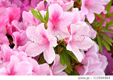 美しいツツジ 水滴付き (ヒラドツツジ:azalea water drops) 美しいツツジ 水滴付き (ヒラドツツジ:azalea water drops) 113094964