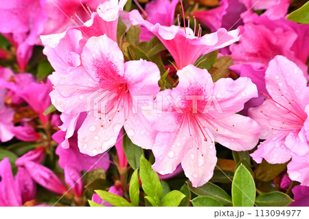 美しいツツジ 水滴付き (ヒラドツツジ:azalea water drops) 美しいツツジ 水滴付き (ヒラドツツジ:azalea water drops) 113094977